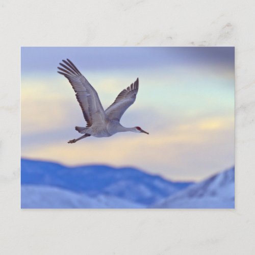 Sandhill crane flying at sunset postcard