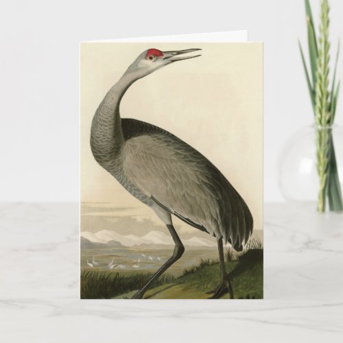 Sandhill Crane from Audubons Birds of America Card