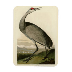 Sandhill Crane from Audubon's Birds of America Magnet