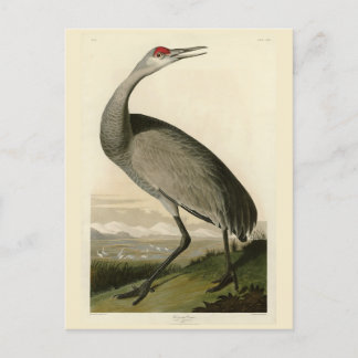 Sandhill Crane from Audubon's Birds of America Postcard