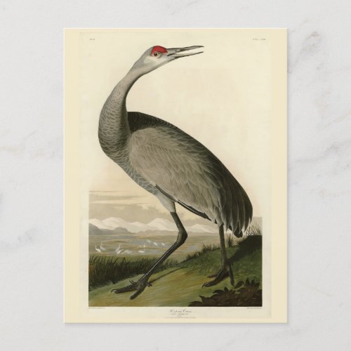 Sandhill Crane from Audubons Birds of America Postcard