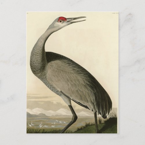 Sandhill Crane from Audubons Birds of America Postcard