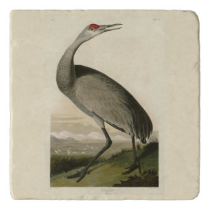 Sandhill Crane from Audubon's Birds of America Trivet