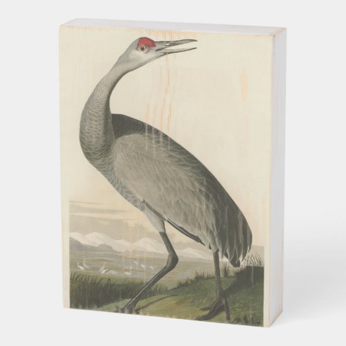 Sandhill Crane from Audubons Birds of America Wooden Box Sign