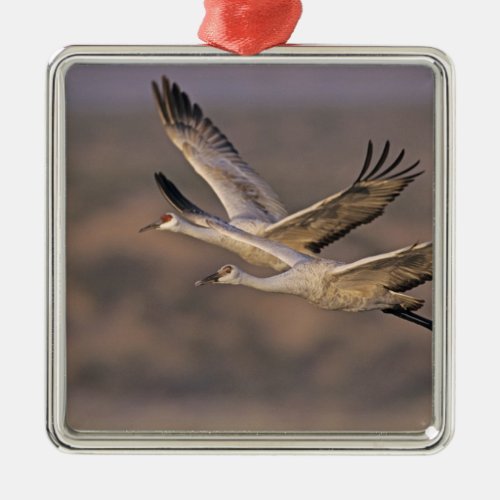 Sandhill Crane Grus canadensis adult and Metal Ornament