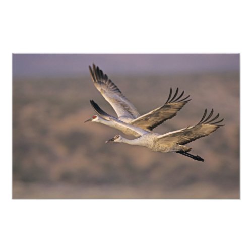 Sandhill Crane Grus canadensis adult and Photo Print