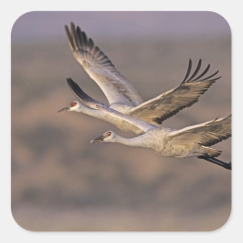 Sandhill Crane Grus canadensis adult and Square Sticker