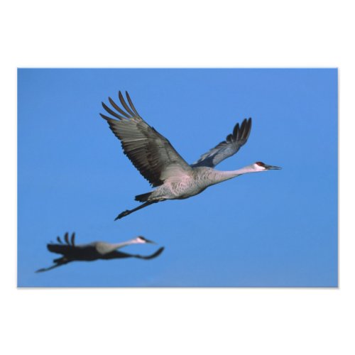 Sandhill Crane Grus canadensis in flight Photo Print