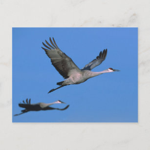 Sandhill Crane Grus canadensis) in flight. Postcard