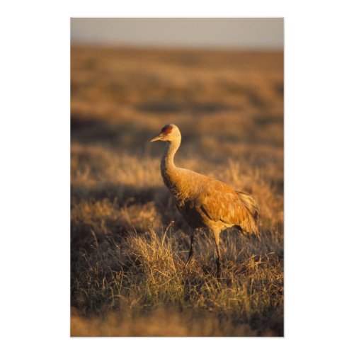 sandhill crane Grus canadensis in the 1002 Photo Print