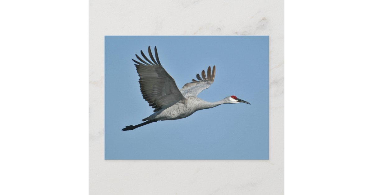 Sandhill Crane in Flight Postcard