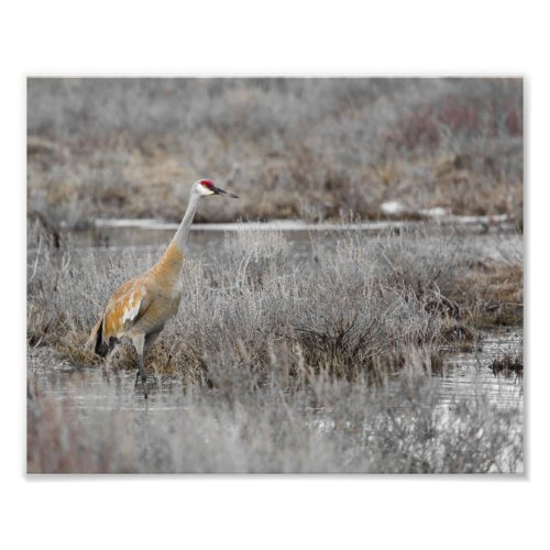 Sandhill Crane in the Wetlands Photo Print