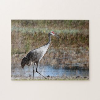 Sandhill Crane