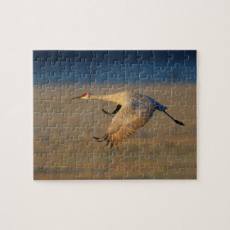 sandhill crane jigsaw puzzle