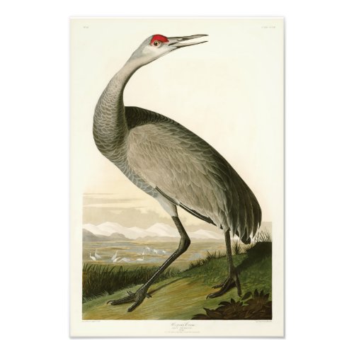 Sandhill Crane John James Audubon Birds of America Photo Print
