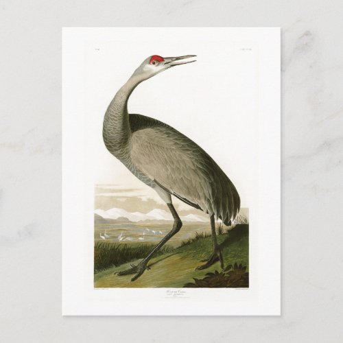 Sandhill Crane John James Audubon Birds of America Postcard