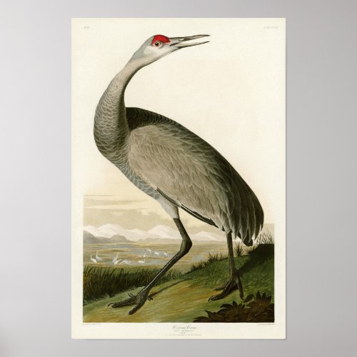 Sandhill Crane John James Audubon Birds of America Poster