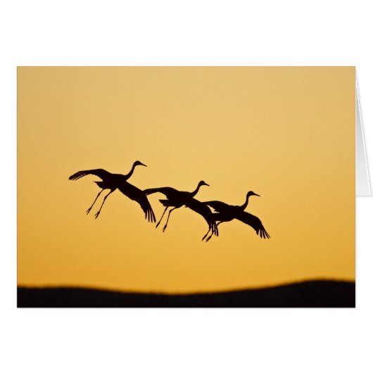 Sandhill Crane landing at sunset Cards (Front Horizontal)