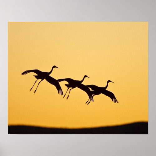 Sandhill Crane landing at sunset Poster