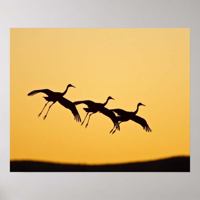 Sandhill Crane landing at sunset Poster (Front)