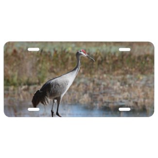 Sandhill Crane