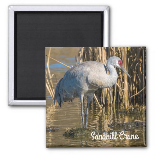 Sandhill Crane Magnet