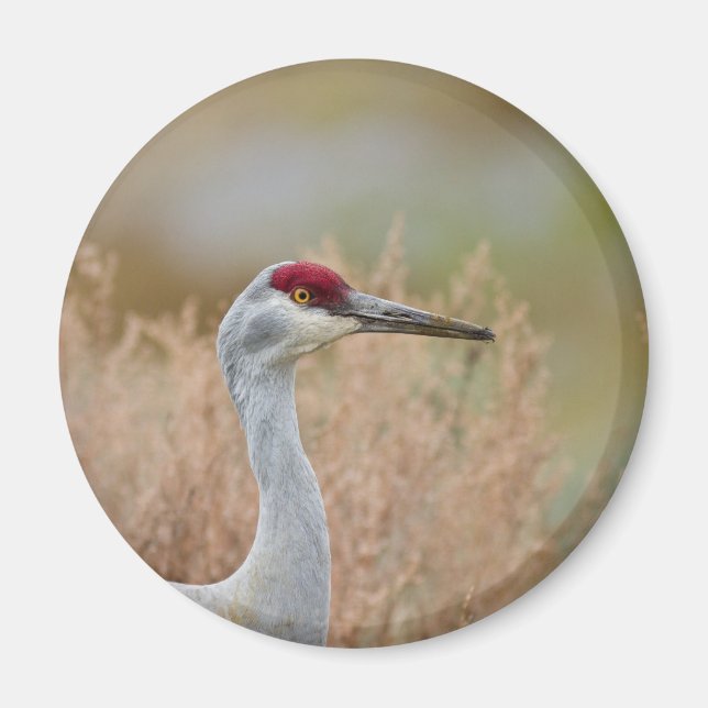 Sandhill Crane Magnet (Front)