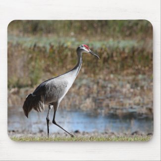 Sandhill Crane