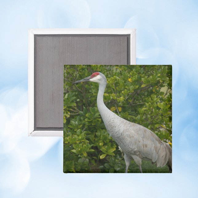 Sandhill Crane Nature Bird Photograph Magnet (A magnet with a photo of a sandhill crane bird)