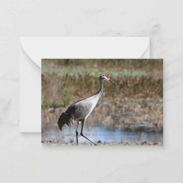 Sandhill Crane Note Card (Front)