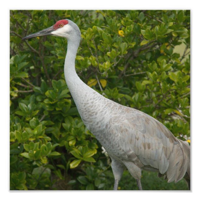Sandhill Crane Photo (Front)