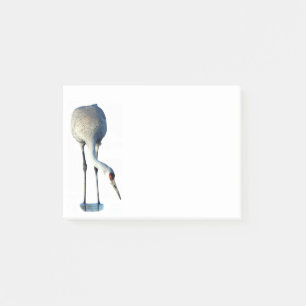 Sandhill Crane Photo Stationery 4x3 Notes