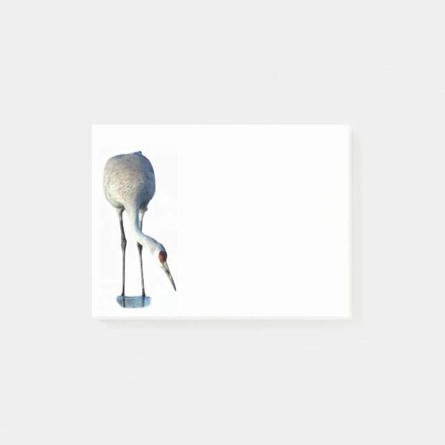 Sandhill Crane Photo Stationery 4x3 Notes (Front)