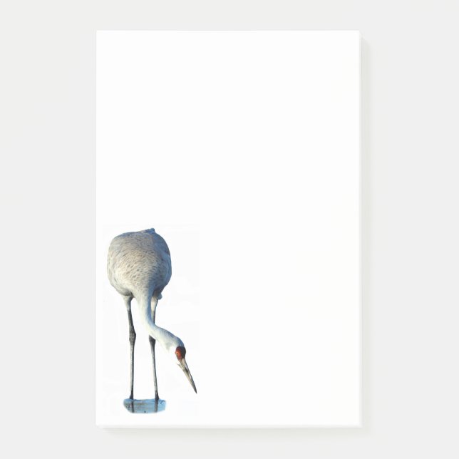 Sandhill Crane Photo Stationery 4x6 Notes (Front)