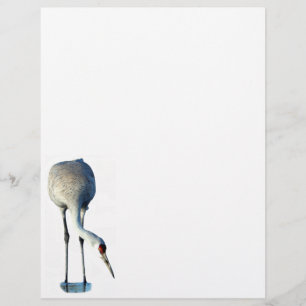 Sandhill Crane Photo Stationery Letterhead