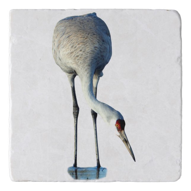 Sandhill Crane Photo Stone Trivet (Front)