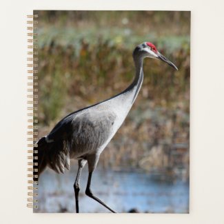 Sandhill Crane
