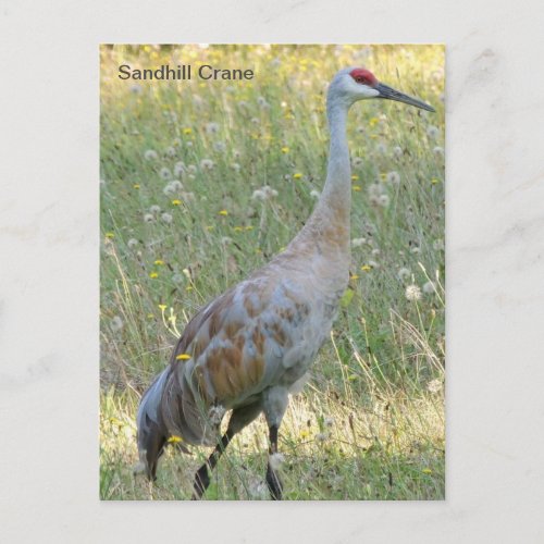 Sandhill Crane Postcard