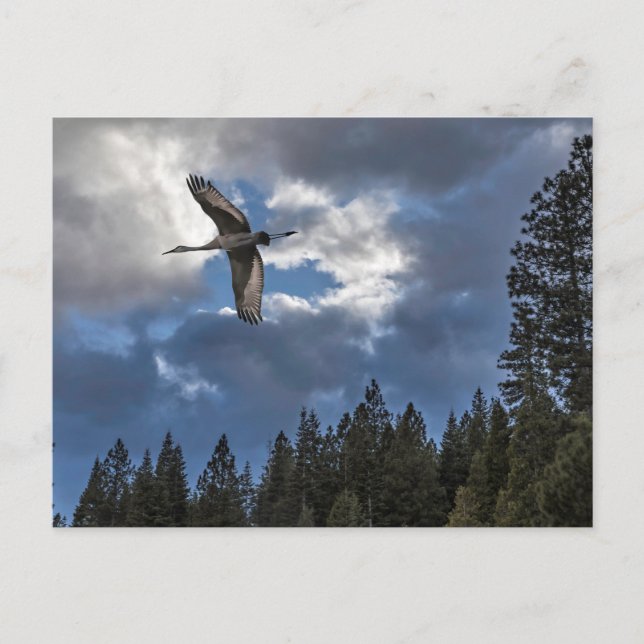 SANDHILL CRANE POSTCARD (Front)