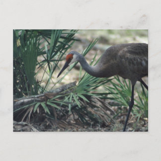 Sandhill Crane Postcard