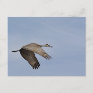 Sandhill Crane postcard
