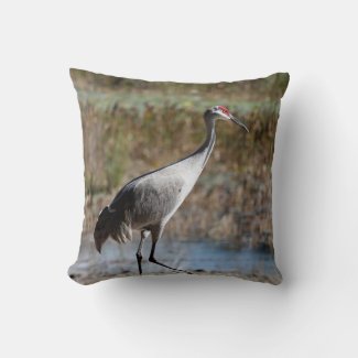 Sandhill Crane