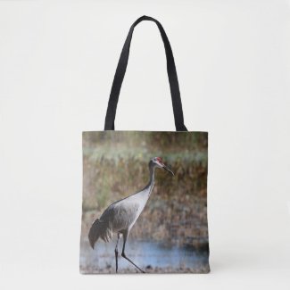 Sandhill Crane