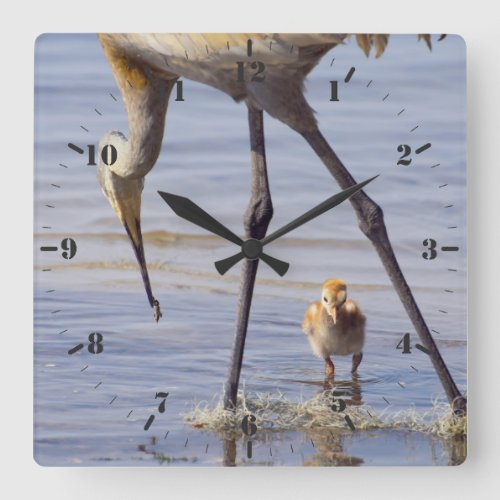 Sandhill crane with chick colt in Florida lake Square Wall Clock