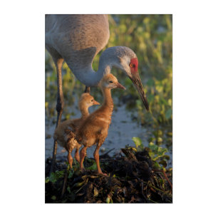 Sandhill crane with chicks, Florida Acrylic Print