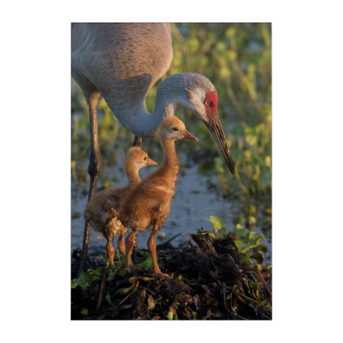 Sandhill crane with chicks Florida Acrylic Print