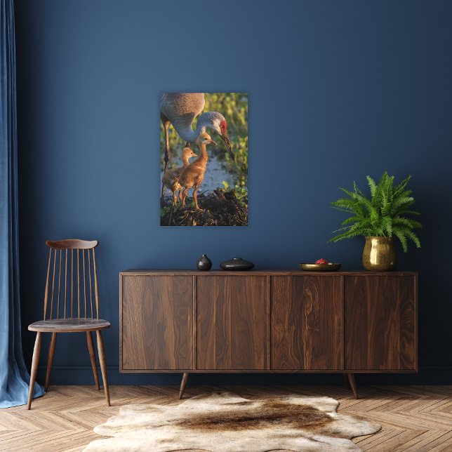 Sandhill crane with chicks, Florida Canvas Print (Creator Uploaded)