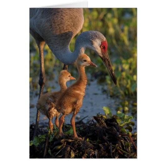 Sandhill crane with chicks, Florida Cards (Front)