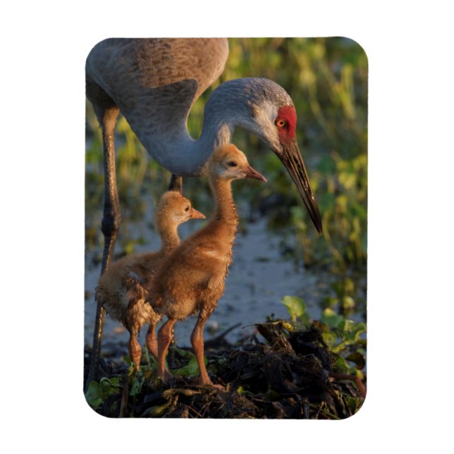 Sandhill crane with chicks, Florida Magnet (Vertical)