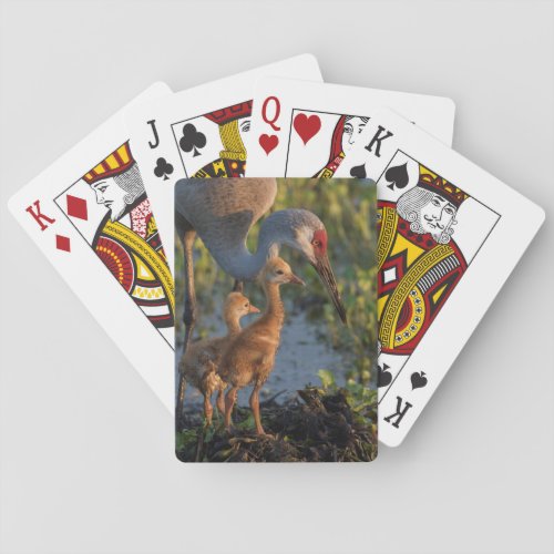 Sandhill crane with chicks Florida Poker Cards